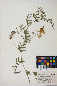 Lathyrus vestitus var. vestitus image