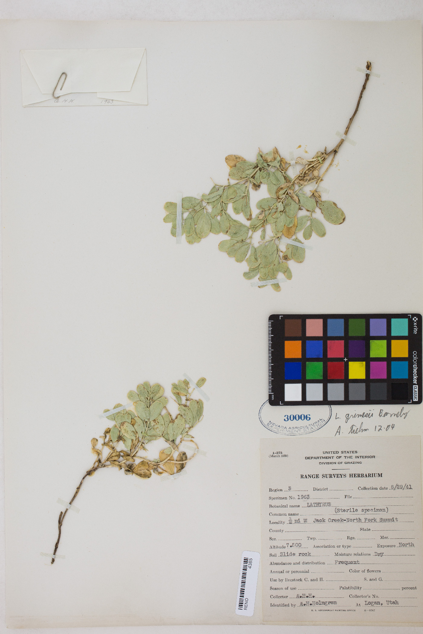 Lathyrus grimesii image