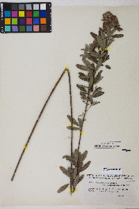 Lespedeza capitata image