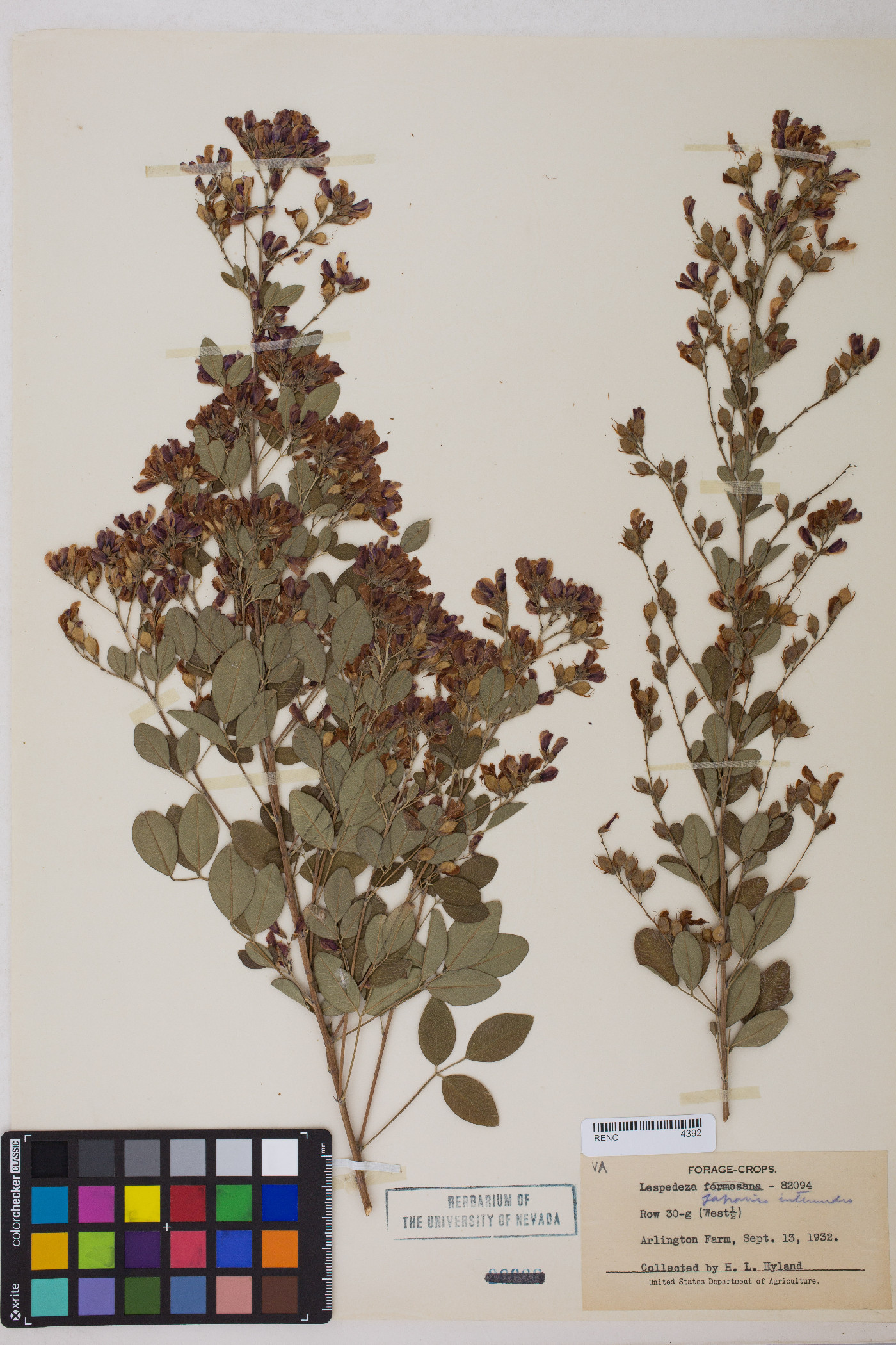 Lespedeza thunbergii var. velutina image