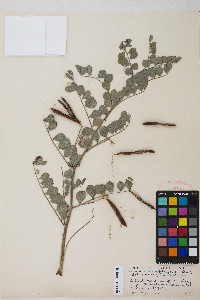 Hosackia crassifolia image