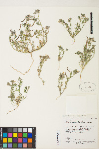 Acmispon strigosus image