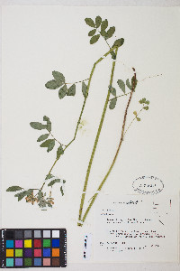 Lotus oblongifolius image