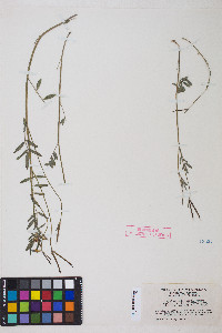 Lotus oblongifolius image