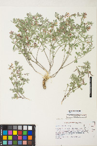 Acmispon utahensis image