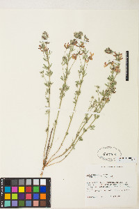 Acmispon utahensis image