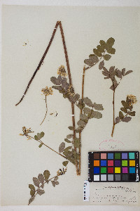 Hosackia crassifolia var. crassifolia image