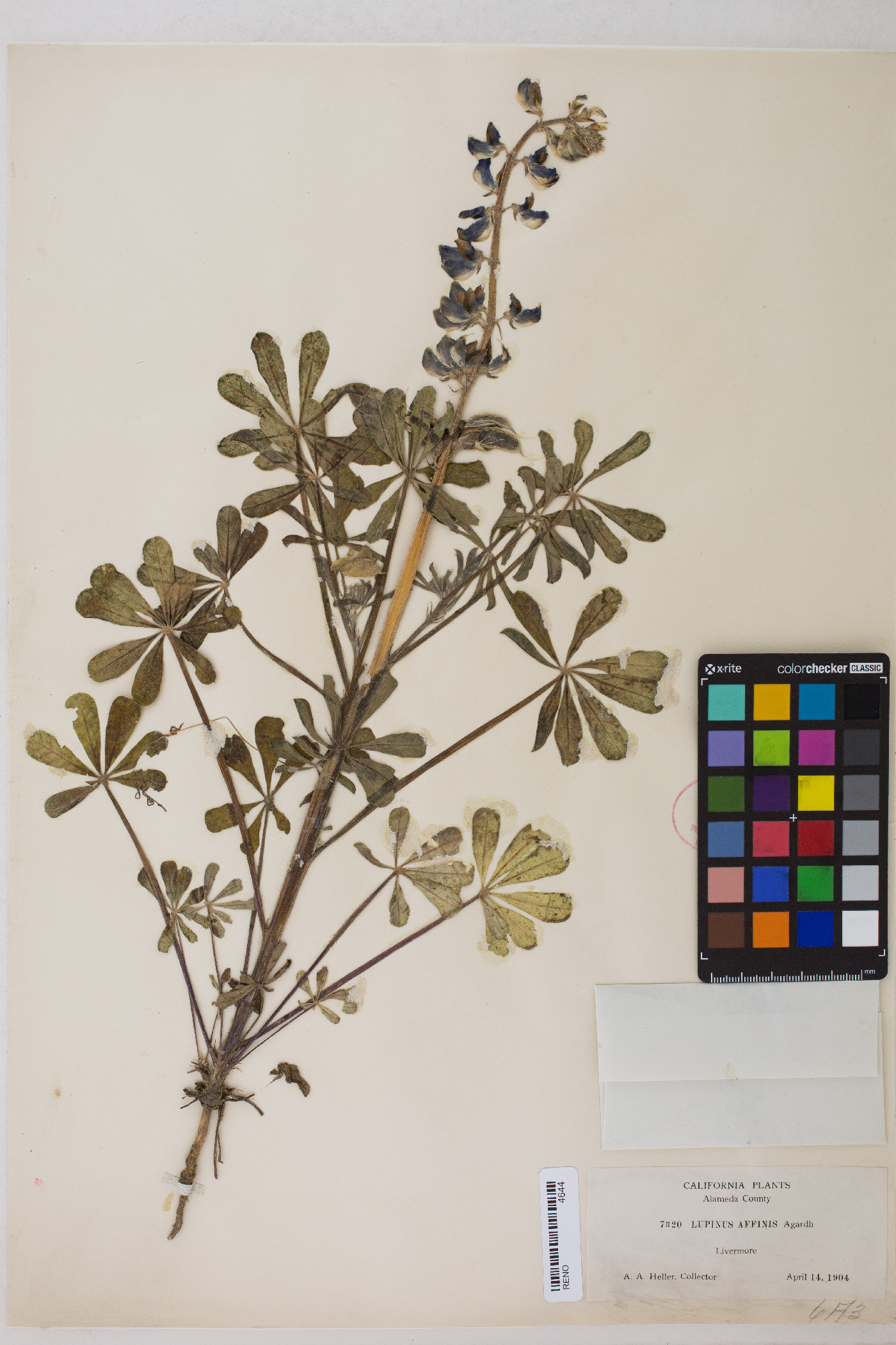 Lupinus affinis image