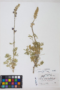 Lupinus albifrons image