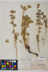 Lupinus albifrons var. flumineus image