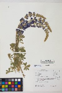 Lupinus albifrons image