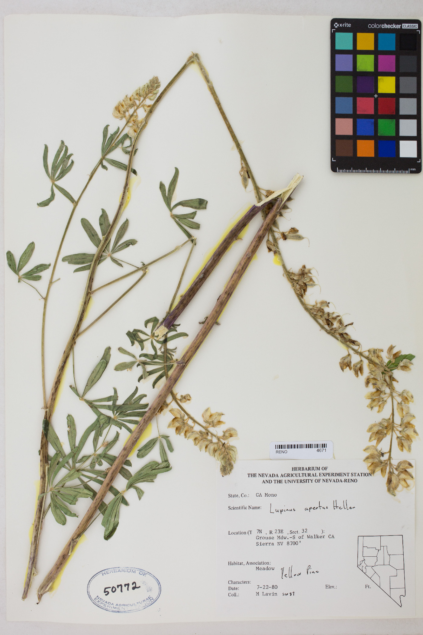 Lupinus apertus image