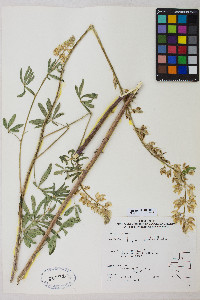 Lupinus apertus image