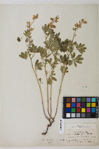 Lupinus andersonii image