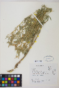 Lupinus arbustus image