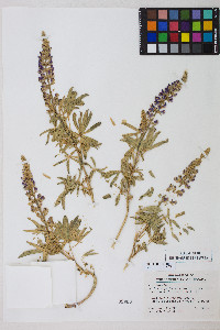 Lupinus arbustus image