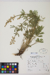 Lupinus arbustus image