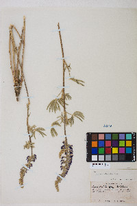 Lupinus arbustus image