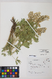 Lupinus arbustus image