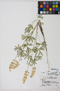 Lupinus arbustus image