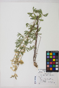 Lupinus arbustus image