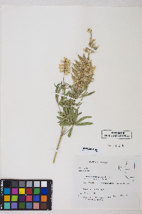 Lupinus arbustus image