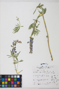 Lupinus arbustus image