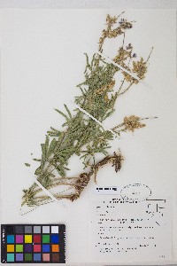 Lupinus arbustus image