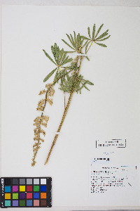 Lupinus arbustus image