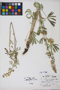 Lupinus arbustus image