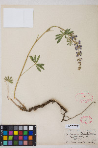 Lupinus arbustus image