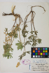 Lupinus arbustus image