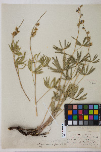 Lupinus arbustus image