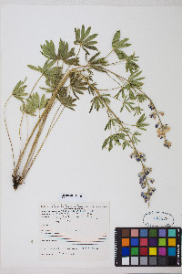 Lupinus arbustus image