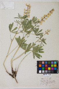 Lupinus arbustus image