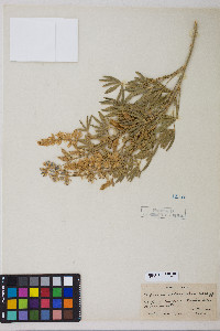 Lupinus arbustus image