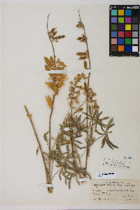 Lupinus arbustus image