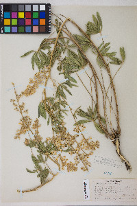 Lupinus arbustus image