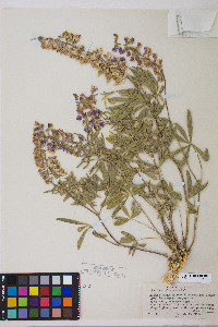 Lupinus arbustus image