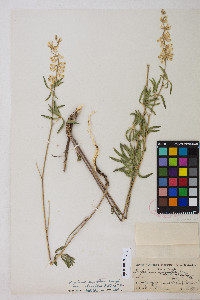 Lupinus arbustus image