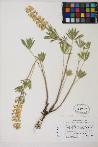 Lupinus arbustus image