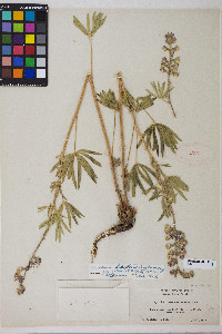 Lupinus arbustus image