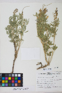 Lupinus argenteus var. argenteus image