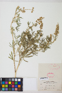 Lupinus argenteus var. argenteus image