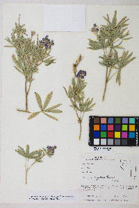 Lupinus caudatus image