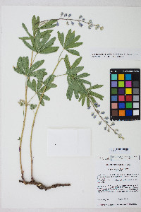 Lupinus argenteus subsp. rubricaulis image