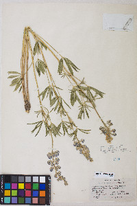 Lupinus argenteus var. argenteus image