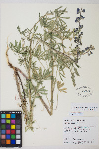 Lupinus argenteus var. argenteus image