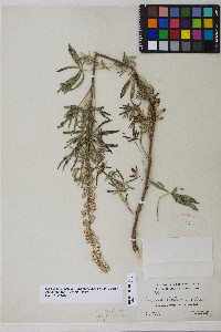 Lupinus argenteus var. fulvomaculatus image