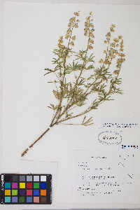 Lupinus argenteus var. argenteus image